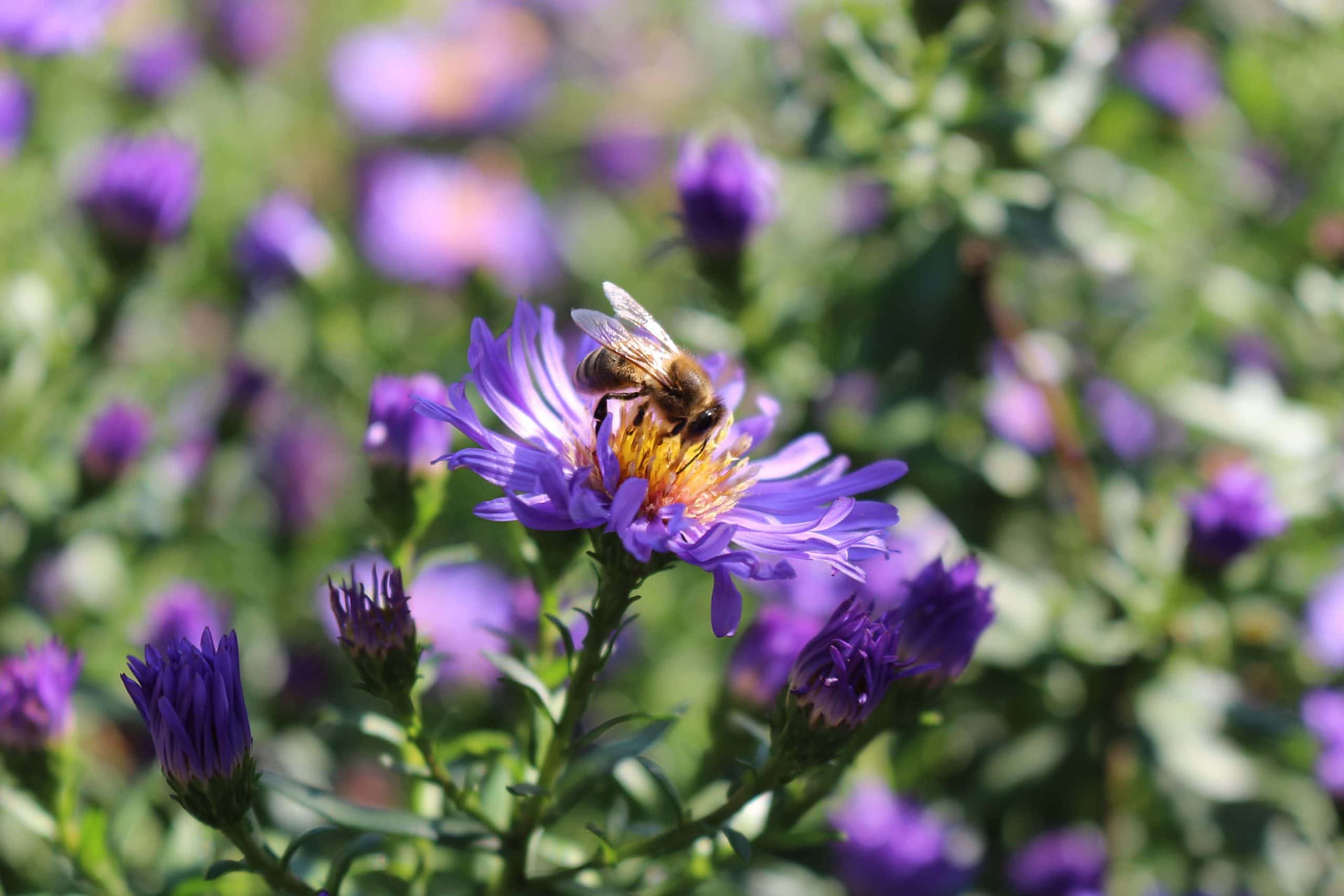Biene auf einer violetten Aster