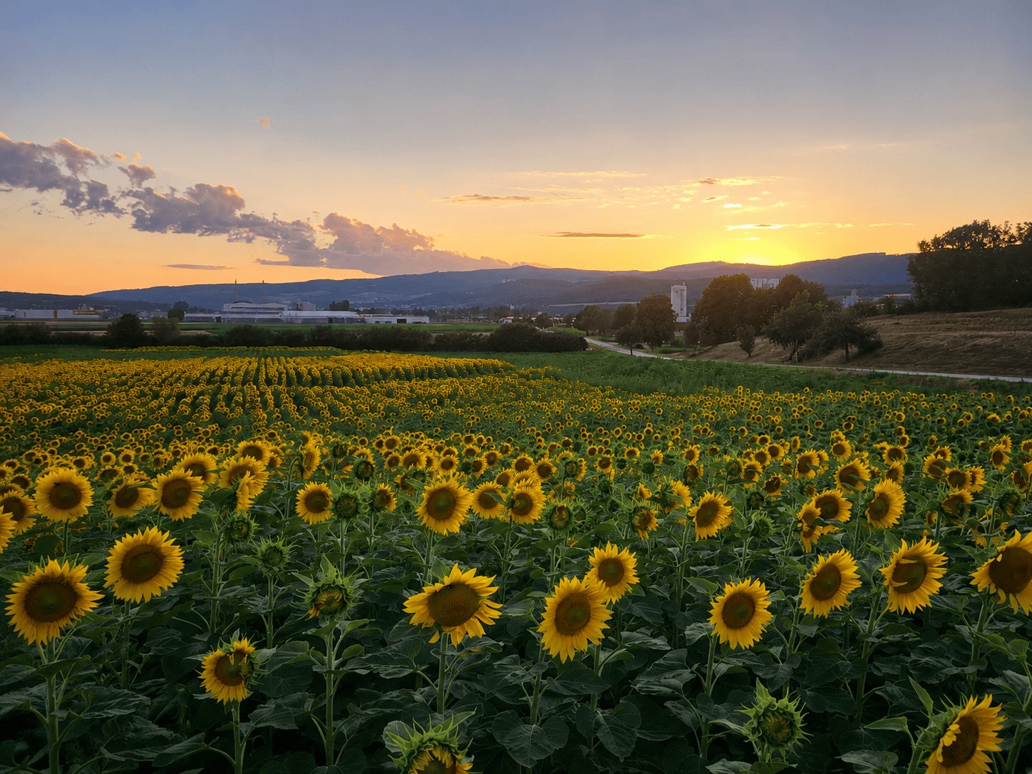 Sonnenblumenfeld der Familie Gruber bei Sonnenuntergang